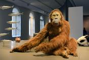 museum voor natuurwetenschappen brussel 11-2022 5641